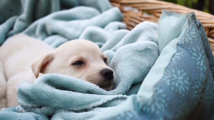 blankets